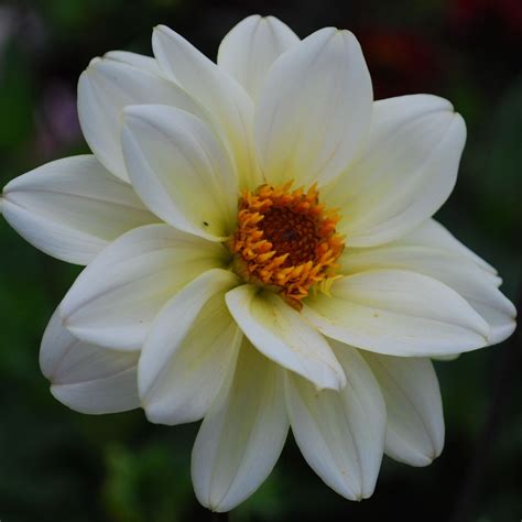 Swan dahlias - Product Description. A most unusual flower that just doesn't know what it wants to be. The 3" blooms are an unusual blending of mauve purple, turning golden orange on the center petals on a 4' plant. Center petals are slightly lacinated, and as the blooms mature, they become fuzzy in appearance, much like the anemone style blooms.